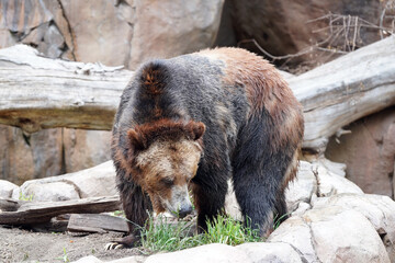Grizzly Bear foraging in Rocky Habitat