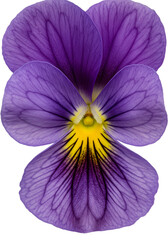 Close-up of a vibrant purple pansy (4)