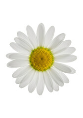 Close-up of a white daisy (7)