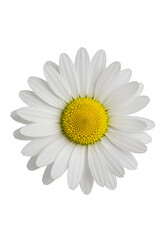 Close-up of a white daisy (18)