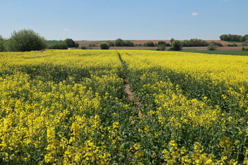 Obraz premium Field of yellow flowers with a dirt path in the middle