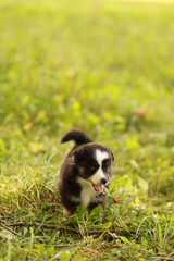 Obraz premium A small black and white dog is running through a field of grass