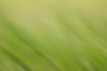 Green and light yellow clean defocused background with a soft wavy, dreamy texture