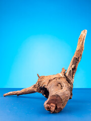 Close-up of elegant wooden driftwood suitable for aquarium or terrarium use on  purple backdrop