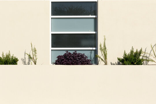 Cream coloured wall with plants and window