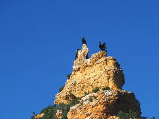 Coastline of the Algarve coast in Portugal with tall cliffs and cormorant birds