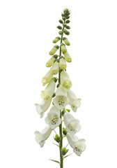 Close-up of a white foxglove flower (2)