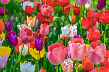 美しいチューリップの花