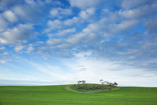 Island of remnant bush in green wheat field with cloud patterns in blue sky