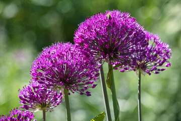 Allium, Zierlauch blüht