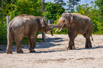 A photo of two elephants are standing in a dirt field © Géza