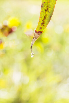 Single water drop hanging from gum leaf