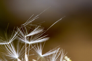 Dandelion seed heads