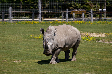 Obraz premium A photo of a rhino in a field