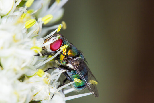 Close up of fly feeding on nectar