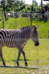 A photo of a zebra walking in a grassy field with a fence in the background