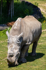 A photo of a rhino eating grass in a zoo enclosure © Géza