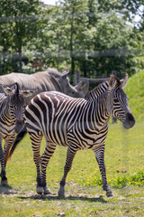 A photo of two zebras standing in a field with trees in the background