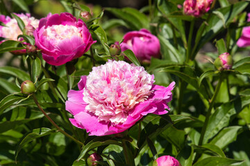 Chinesische Pfingstrose