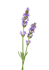 Obraz premium Close-up of Lavender Sprig (1)