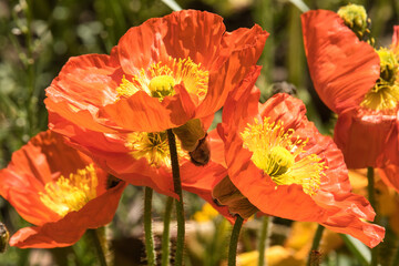 Islandmohn