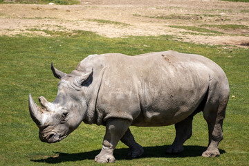 Obraz premium A photo of a rhino is walking in the grass