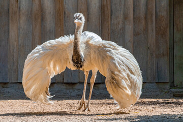 A photo of a bird with its wings spread out