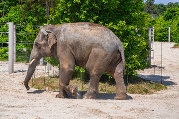 A photo of a large elephant walking in a dirt field © Géza