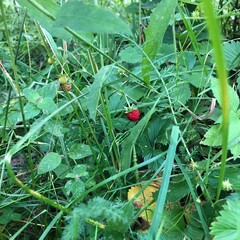 Panorami nontagnia alberi cascata natura
