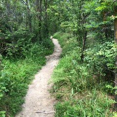 Panorami nontagnia alberi cascata natura