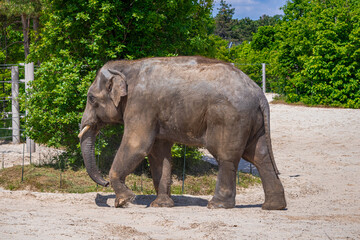 A photo of a large elephant walking on a sandy ground © Géza