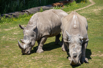 Naklejka premium A photo of two rhinos are grazing in a grassy field