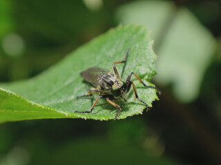 The common awl robber fly (Neoitamus cyanurus), male crouching on a leaf