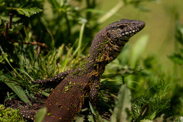 A juvenile nile monitor amongst foliage, Rietvlei nature, Reserve South Africa
