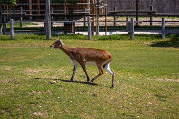 A photo of a small deer walking across a lush green field