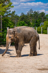 A photo of a large elephant walking in a dirt field © Géza