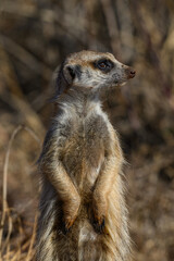 Closeup of a meerkat standing gaurd