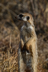 Closeup of a meerkat standing gaurd