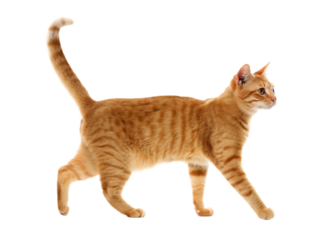 Ginger cat walks ,isolated on white background PNG 
