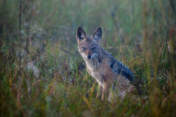 A black-backed jackal sitting in the grass in the early morning