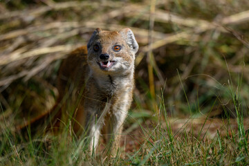 A yellow mongoose shows its fangs