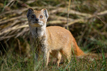A yellow mongoose in rietvlei nature reserve