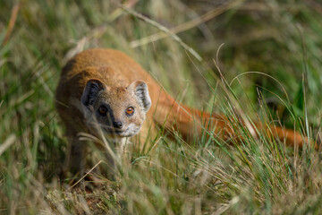 A yellow mongoose creeping through grass