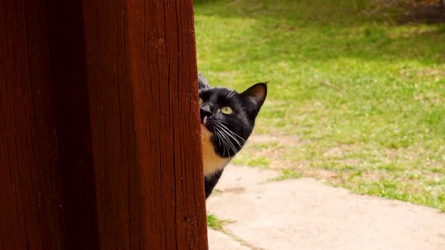 Funny curious cat hiding on farmhouse porch