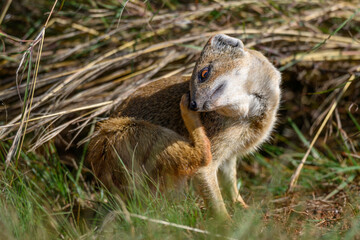 A yellow mongoose scratching itself