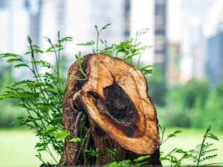 Close-up of a weathered tree stump with hollow core, surrounded by fresh green plants, set against...