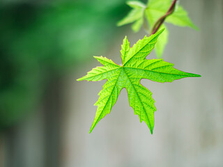 Close-up of a vibrant green maple leaf with sharp lobes and detailed veins, set against a softly blurred natural background, symbolizing freshness and nature’s beauty.