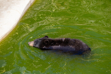Obraz premium A photo of a bear swimming in a pool of water