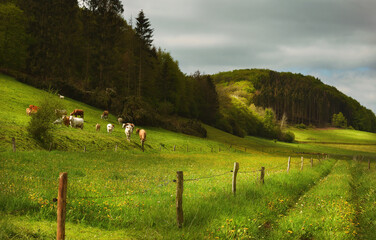 Landwirtschaft in der Eifel