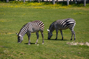 A photo of two zebras grazing in a field of grass